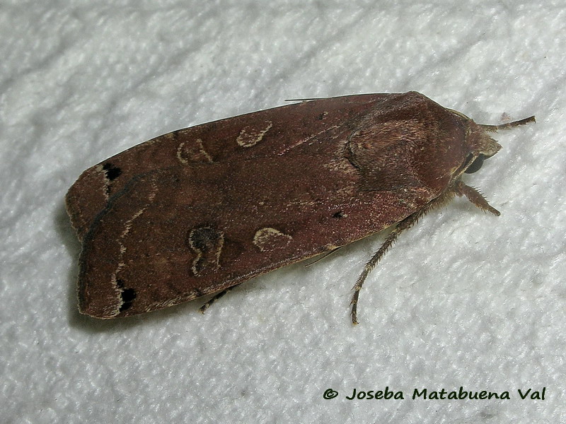 Noctuidae della fine settimana scorsa